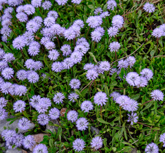 Globularia meridionalis
