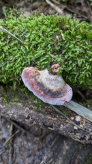 Abundisporus pubertatis