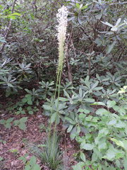 Xerophyllum asphodeloides