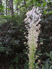 Xerophyllum asphodeloides