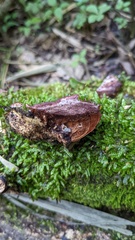 Abundisporus pubertatis