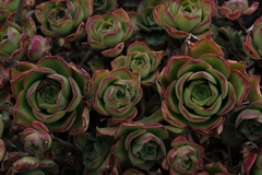 Aeonium volkeri image