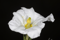 Nierembergia rigida
