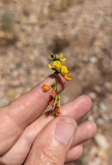 Acmispon glaber glaber
