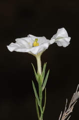 Nierembergia rigida