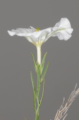 Nierembergia rigida