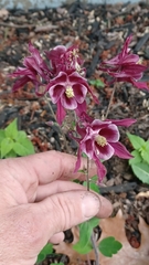 Aquilegia