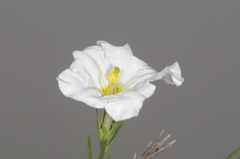 Nierembergia rigida