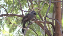 Struthidea cinerea cinerea