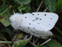 Spilosoma lubricipeda