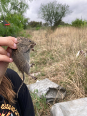Reithrodontomys montanus