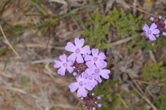 Glandularia venturii