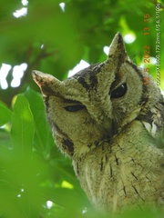 Otus bakkamoena