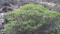 Veronica rakaiensis