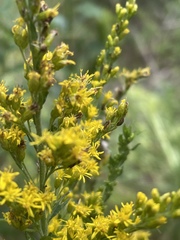 Solidago odora odora