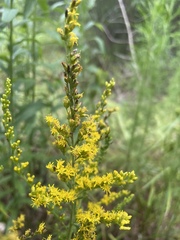 Solidago odora odora