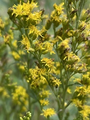 Solidago odora odora