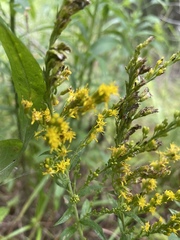 Solidago odora odora