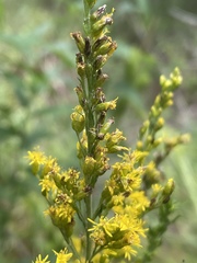 Solidago odora odora