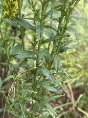 Solidago odora odora