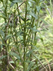 Solidago odora odora