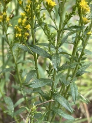 Solidago odora odora