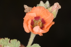 Sphaeralcea crispa