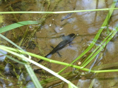 Ambystoma opacum