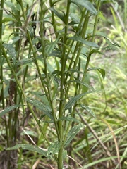 Solidago odora odora