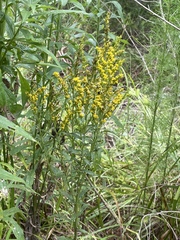 Solidago odora odora