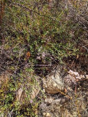 Monardella viminea