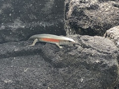 Eutropis multifasciata