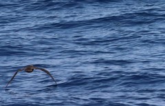 Cheilopogon