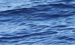 Cheilopogon