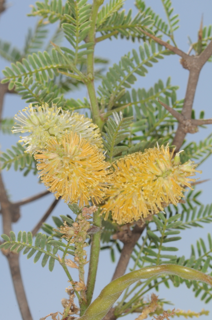 Prosopis campestris Griseb.