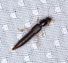 Pinophilus