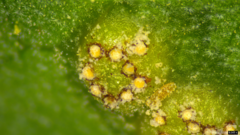 Puccinia kusanoi