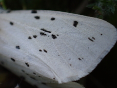 Spilosoma lubricipeda