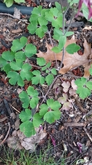 Aquilegia