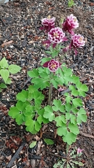 Aquilegia