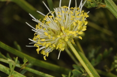 Prosopidastrum globosum