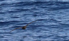 Cheilopogon