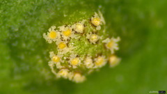 Puccinia kusanoi