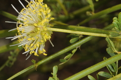 Prosopidastrum globosum