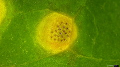 Puccinia kusanoi