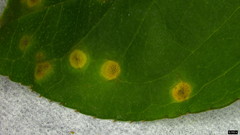 Puccinia kusanoi