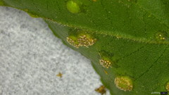 Puccinia kusanoi
