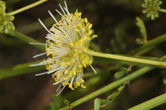 Prosopidastrum globosum