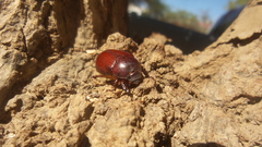 Oxygrylius peninsularis