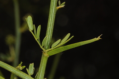 Prosopidastrum globosum